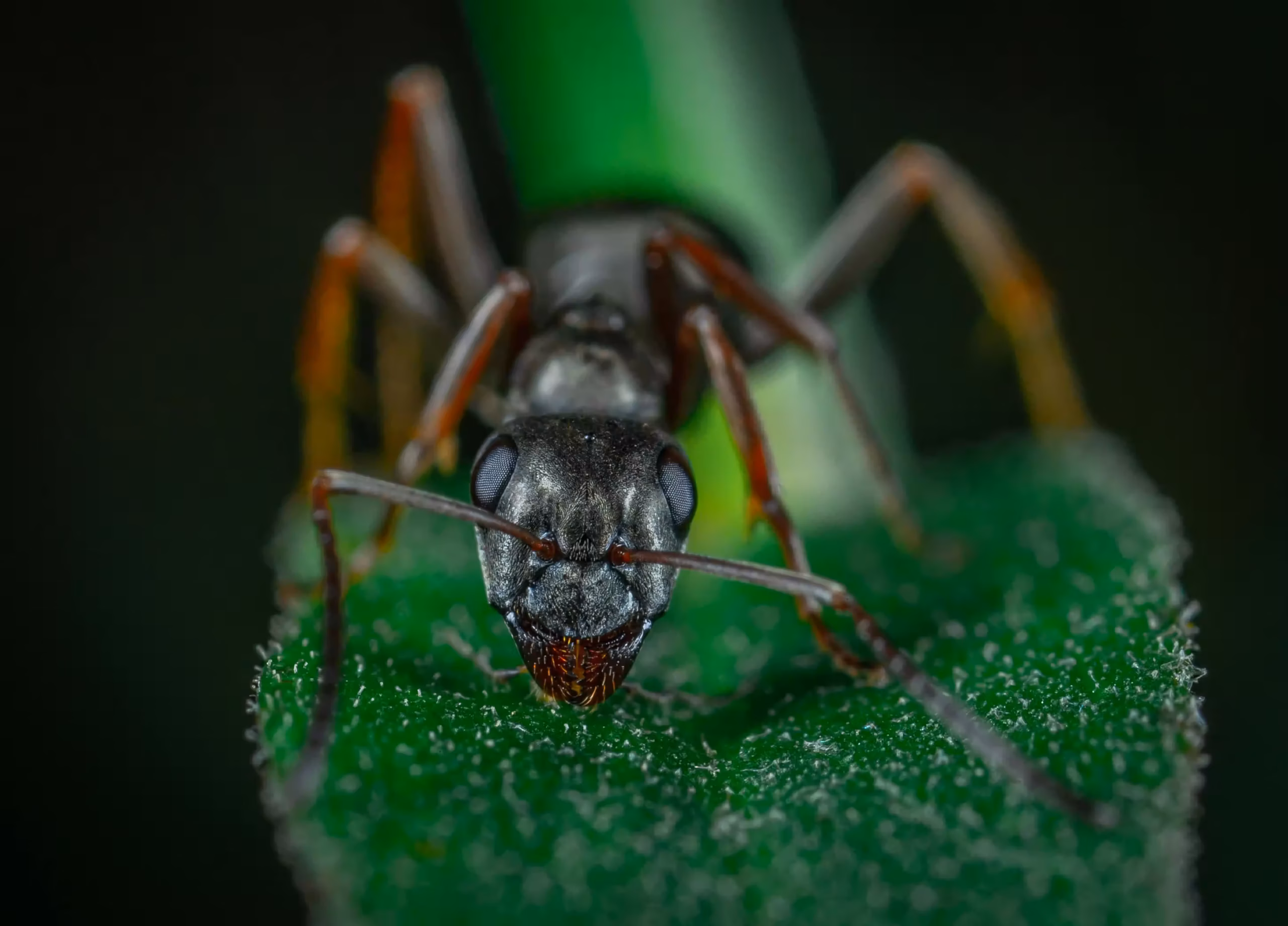 Sposoby na naturalne odstraszanie szkodników w ogrodzie